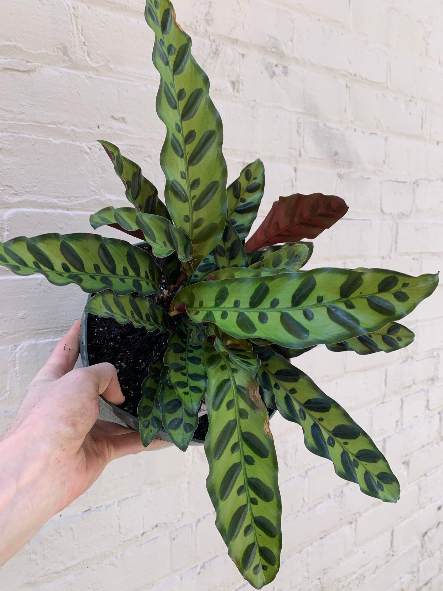 Calathea insignis (Rattlesnake Calathea) 8"
