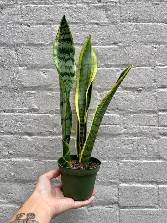 Sansevieria trifasciata 'Laurentii' 4”- 6"