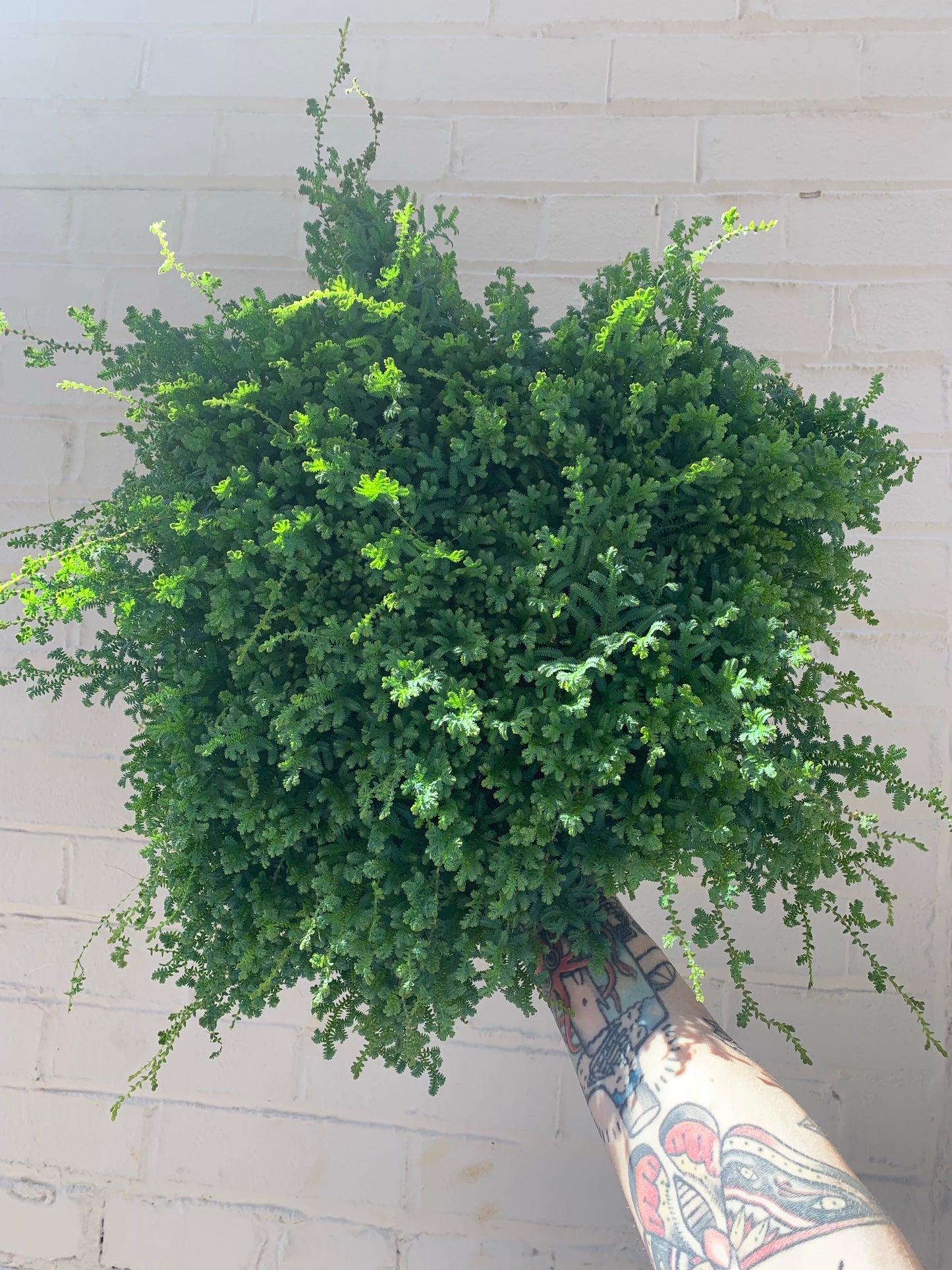 Selaginella willdenovii (Blue Peacock Fern) 8" hanging basket