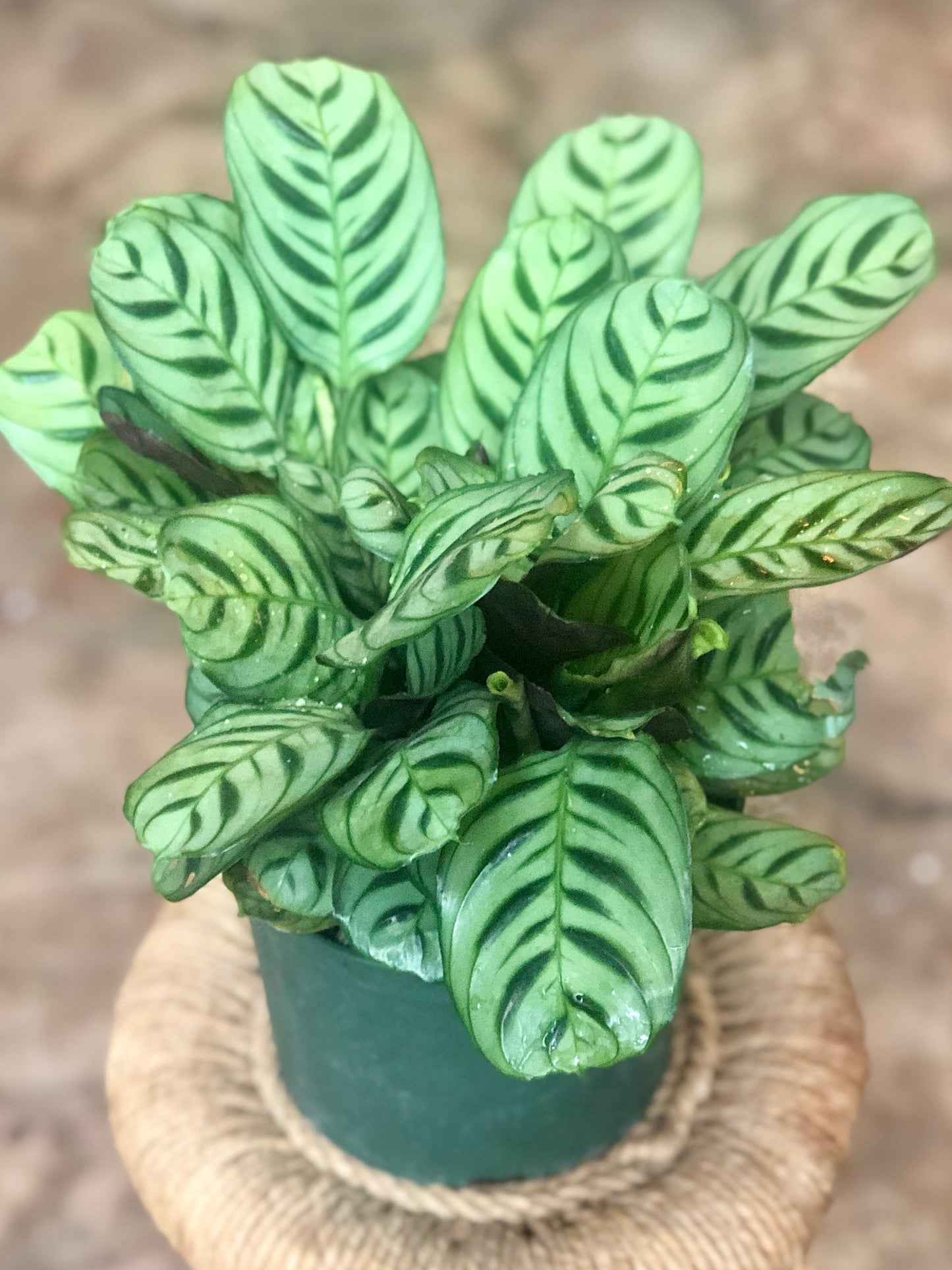 Calathea Burle Marx 4" & 6"