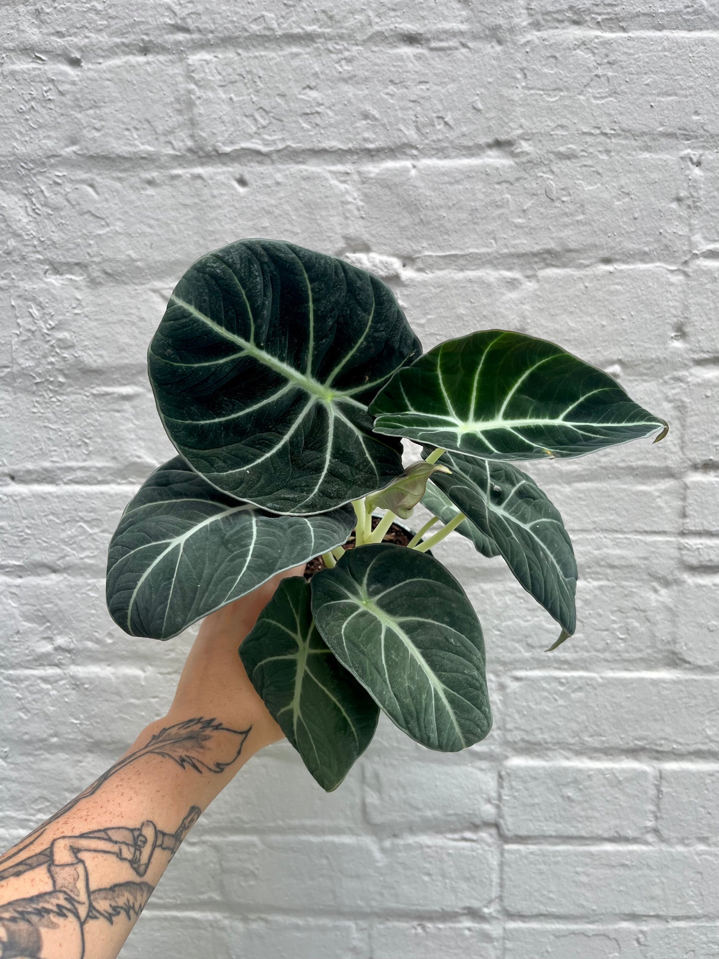 Alocasia reginula (Black Velvet) 4-6"