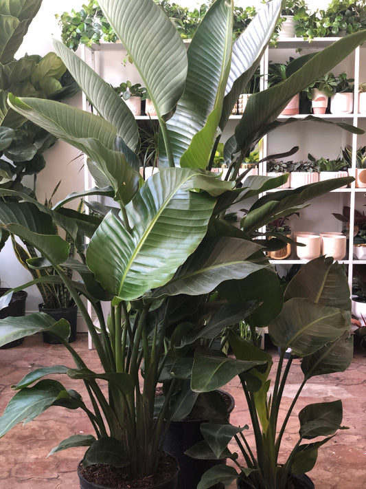 White Bird of Paradise 10"-14"