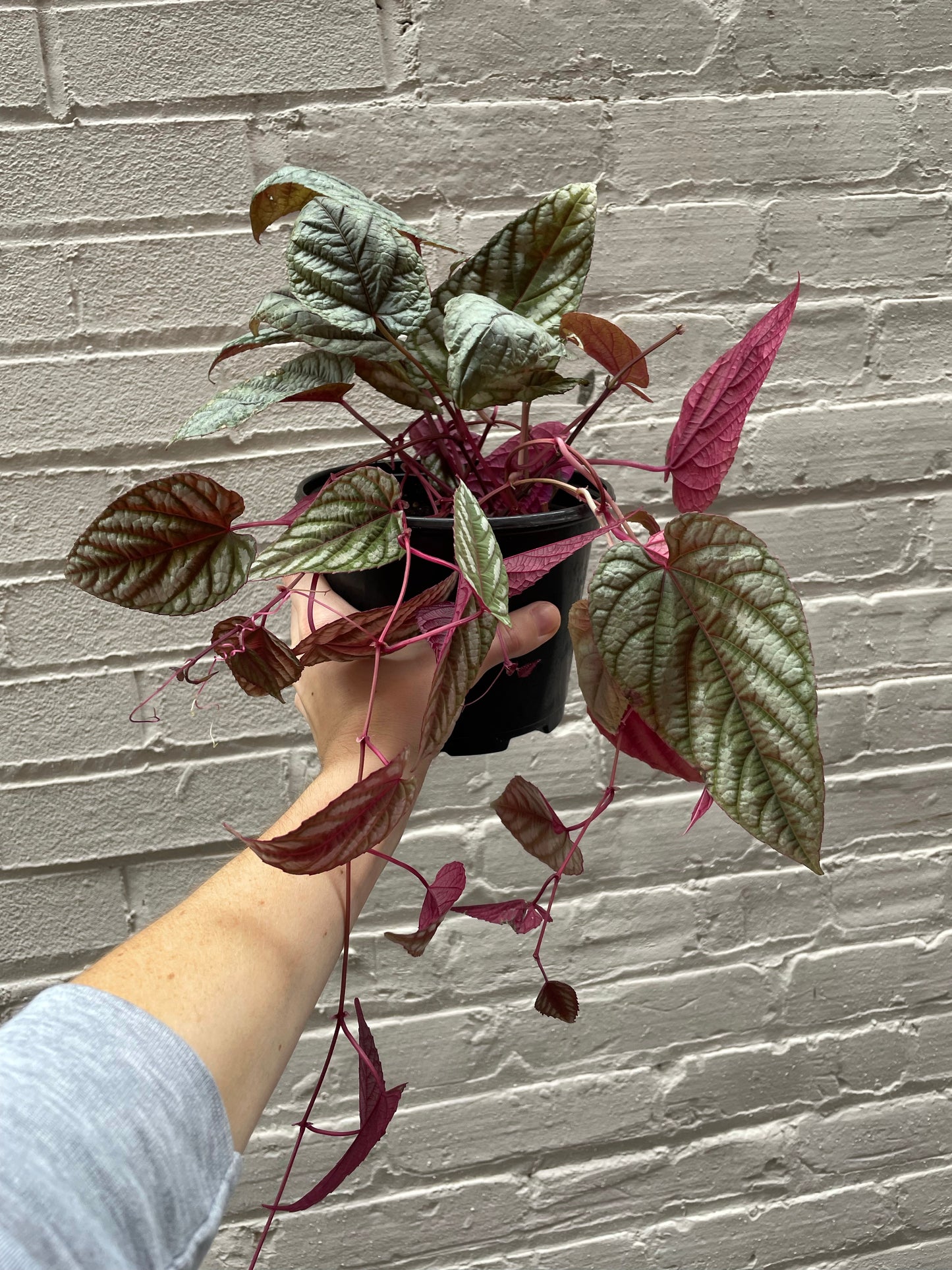 Cissus Discolor Rex