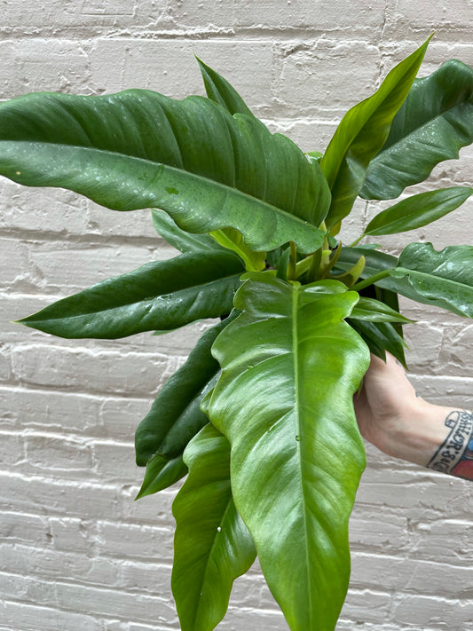 Philodendron 'Jungle Boogie' 4-6"