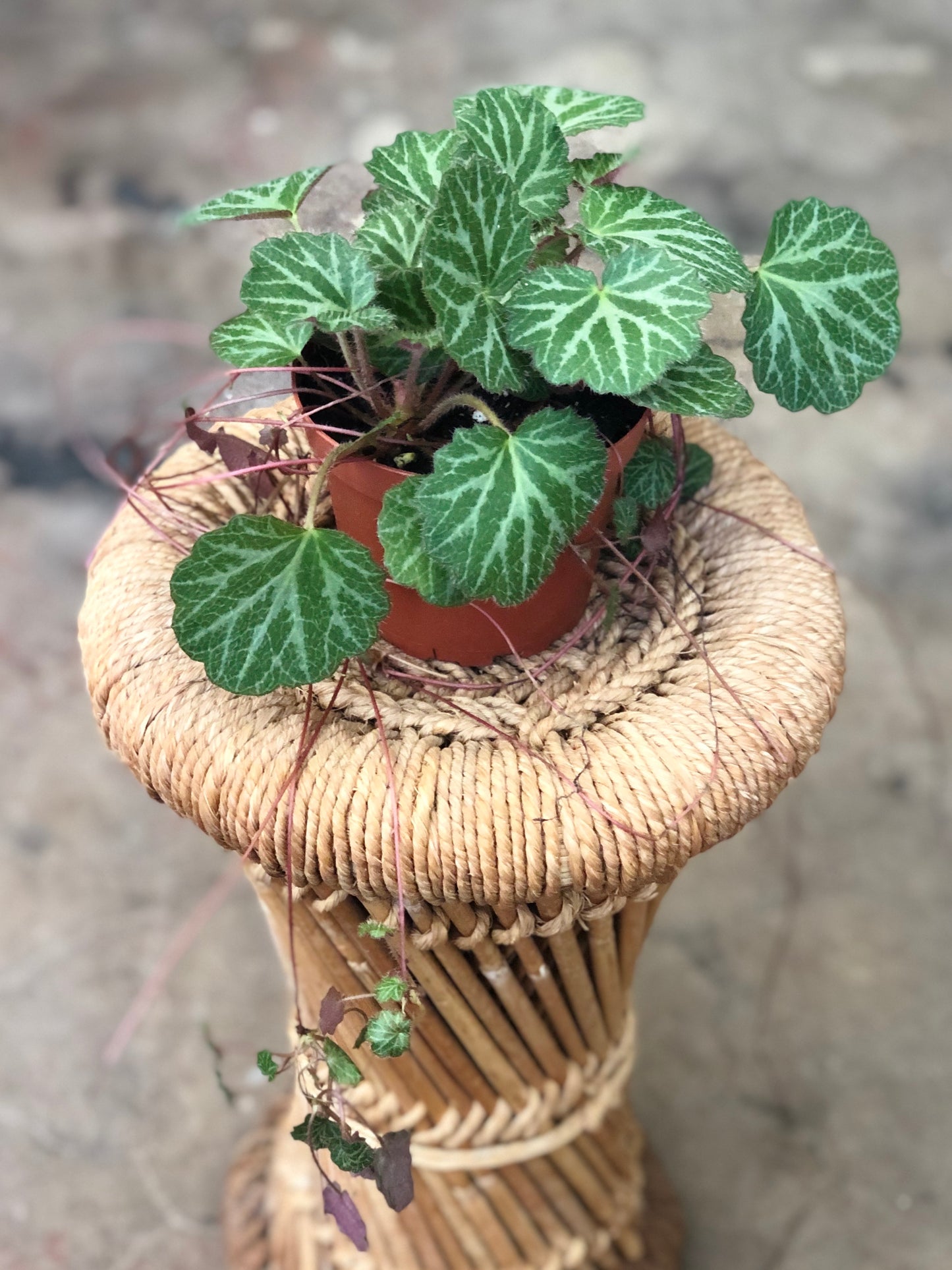 Strawberry Begonia 4”