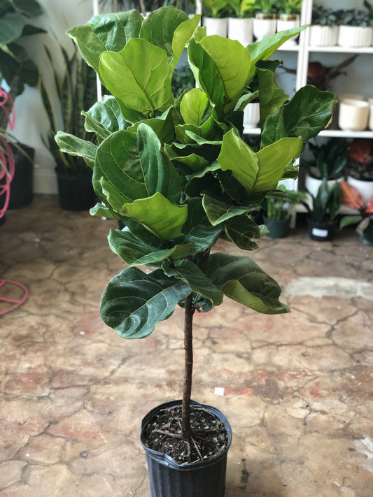 Ficus Lyrata ST 10"-17"