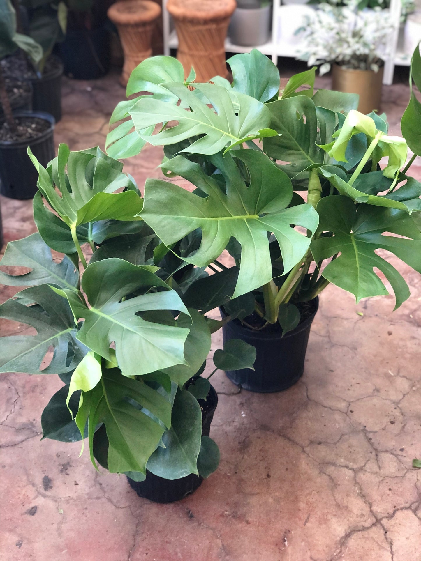 Monstera Deliciosa 8"-14"