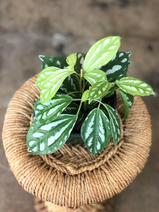 Pilea Aluminum 4"