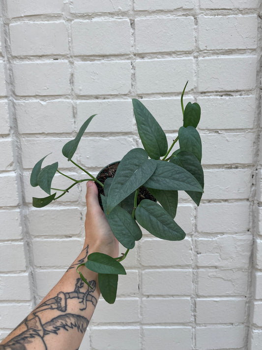 Epipremnum pinnatum 'Cebu Blue' 4-6"