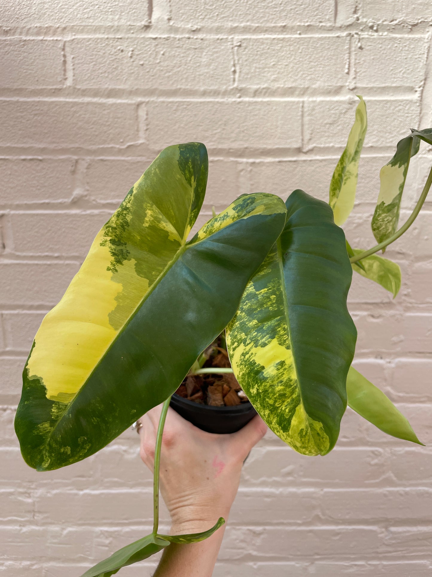 Philodendron Burle Marx variegata