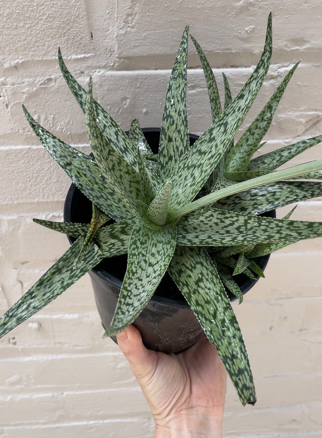 Aloe White Fox 6"