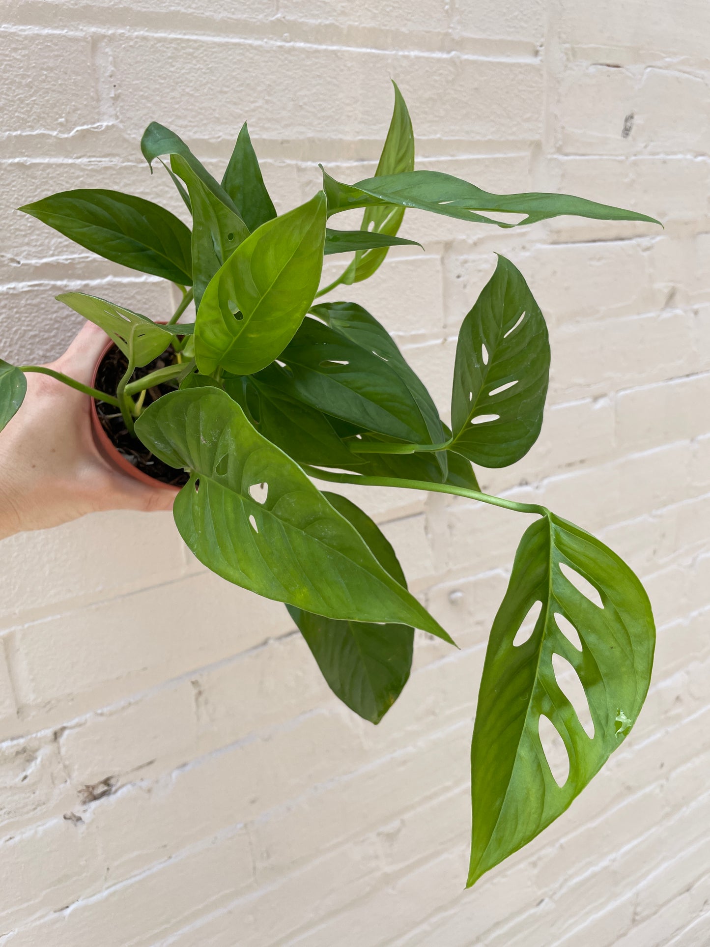 Monstera adansonii 4"-6"