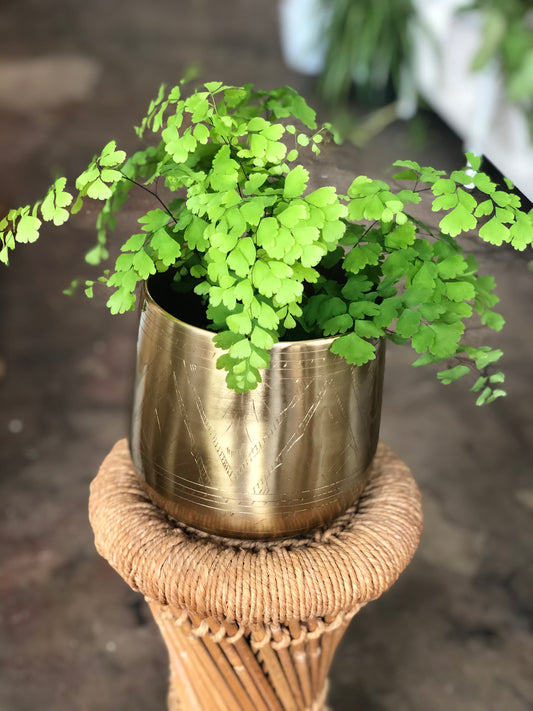 Tulum Pot 6”