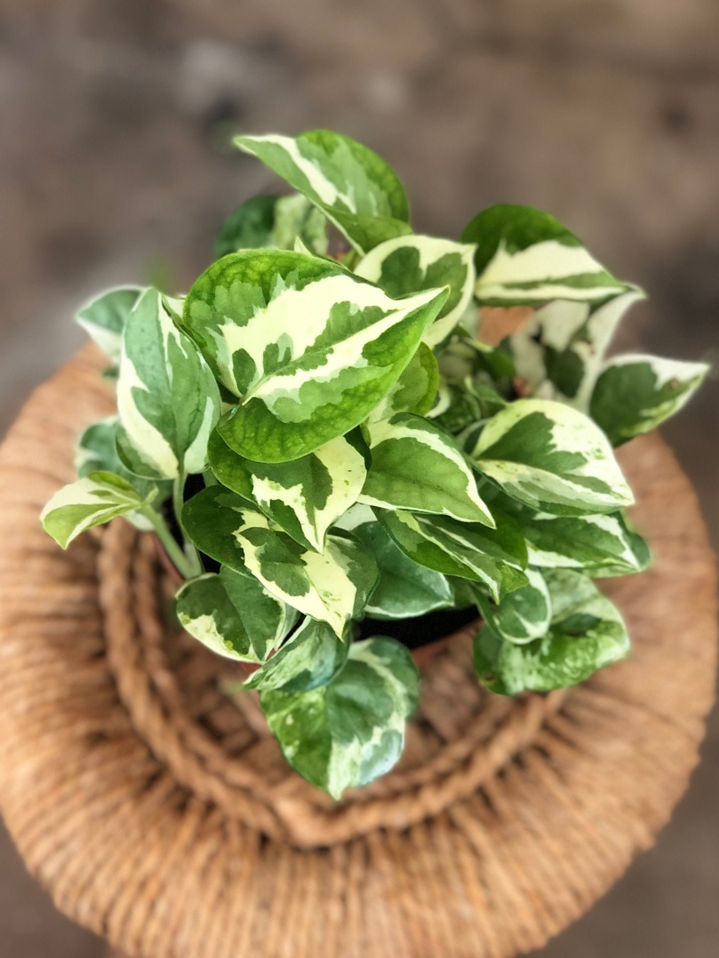 Pearls & Jade Pothos 3”-6”