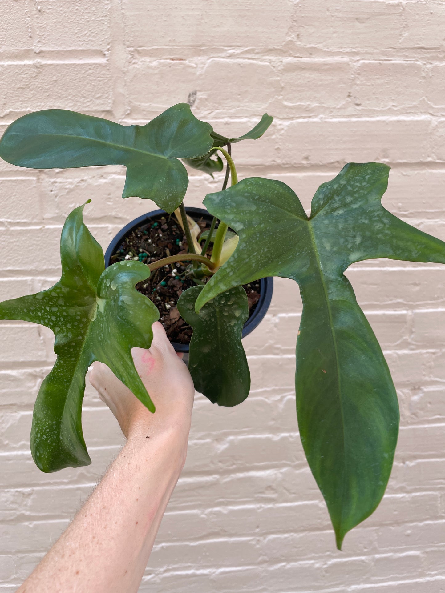 Philodendron 'Florida' 4-6"
