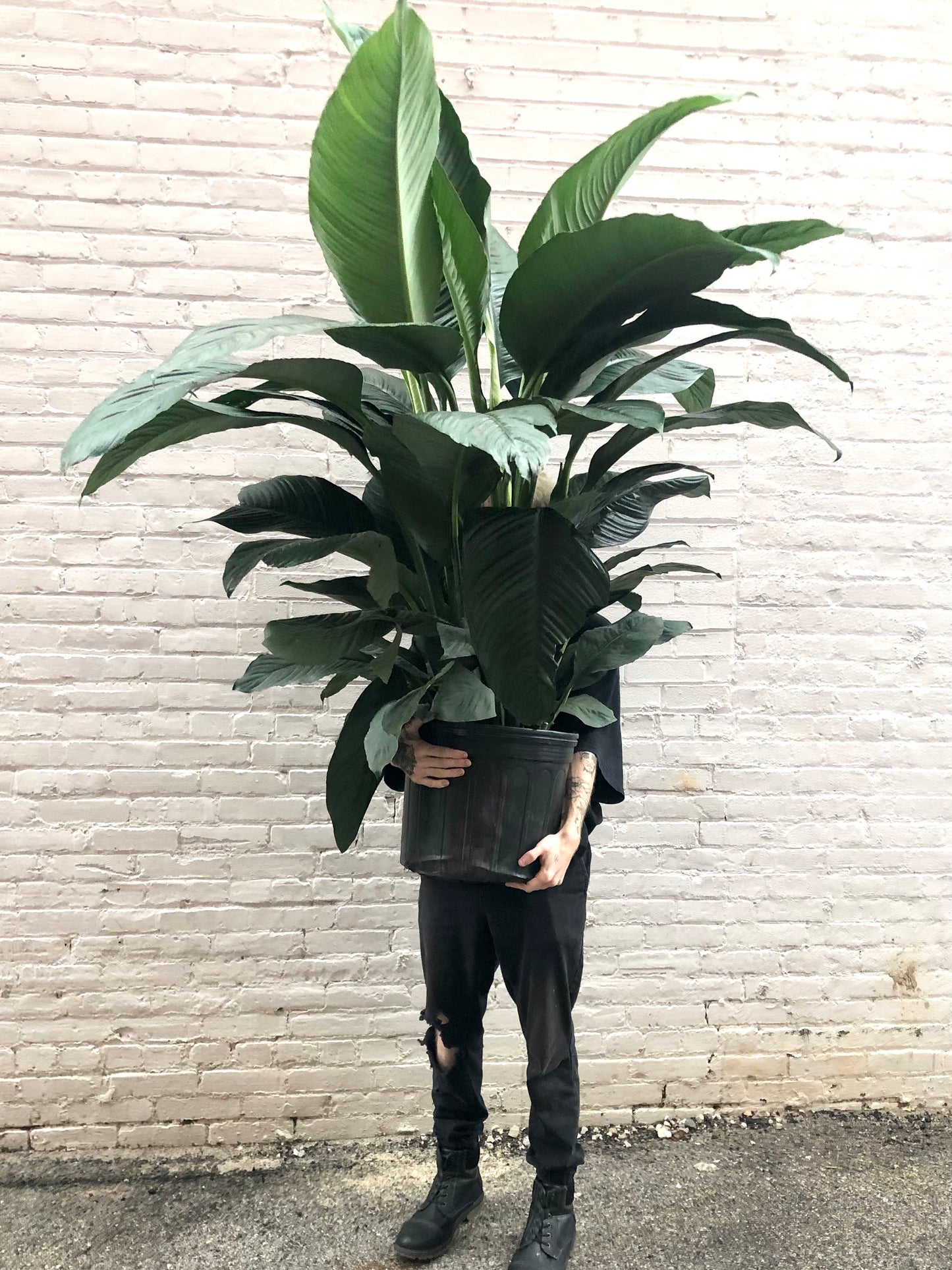 Spathiphyllum Sensation 10"-14"
