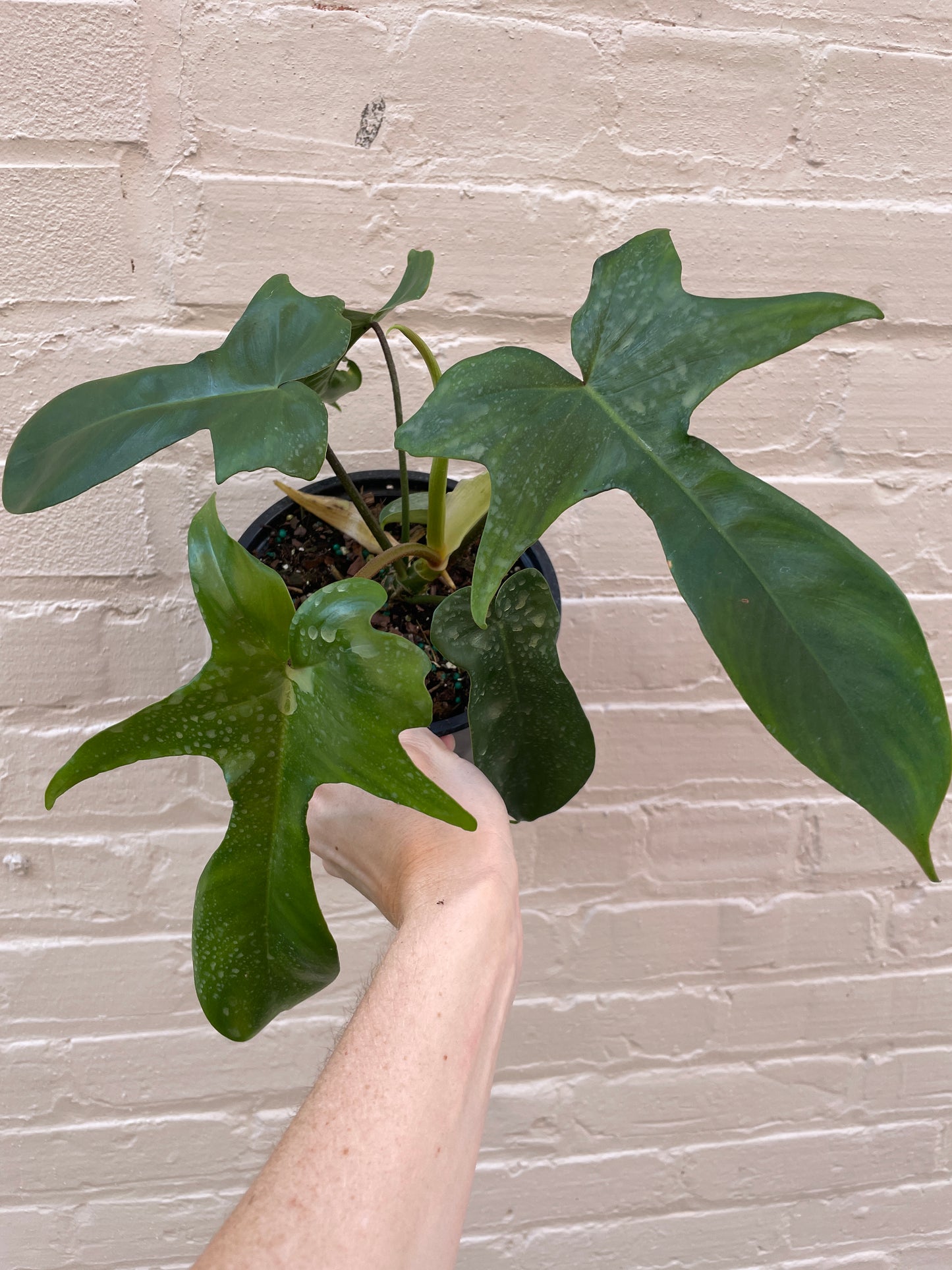 Philodendron 'Florida' 4-6"