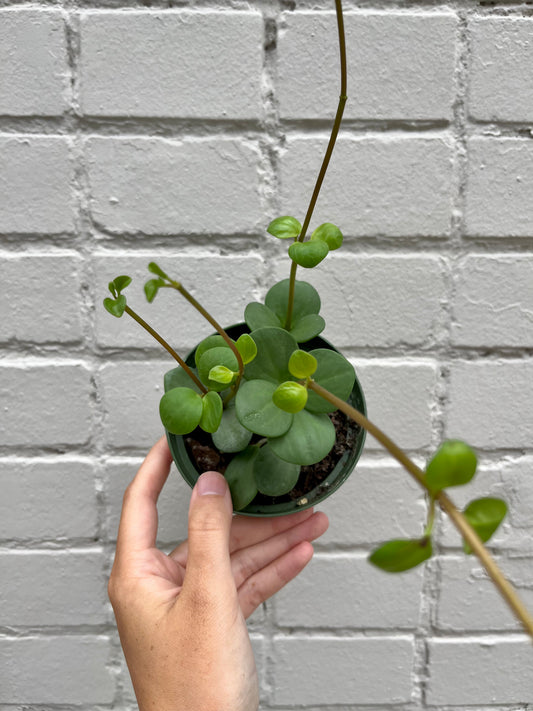 Peperomia 'Hope' 2-4"
