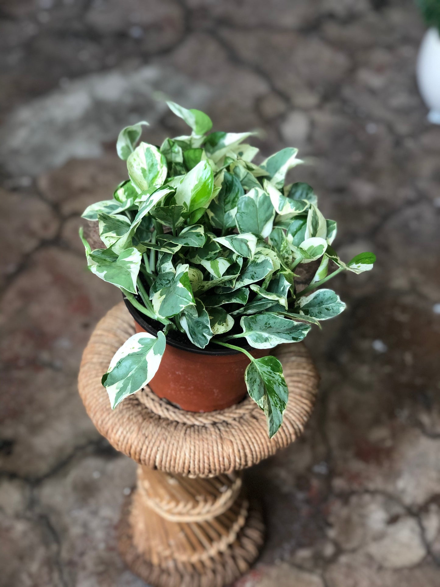 Pearls & Jade Pothos 3”-6”