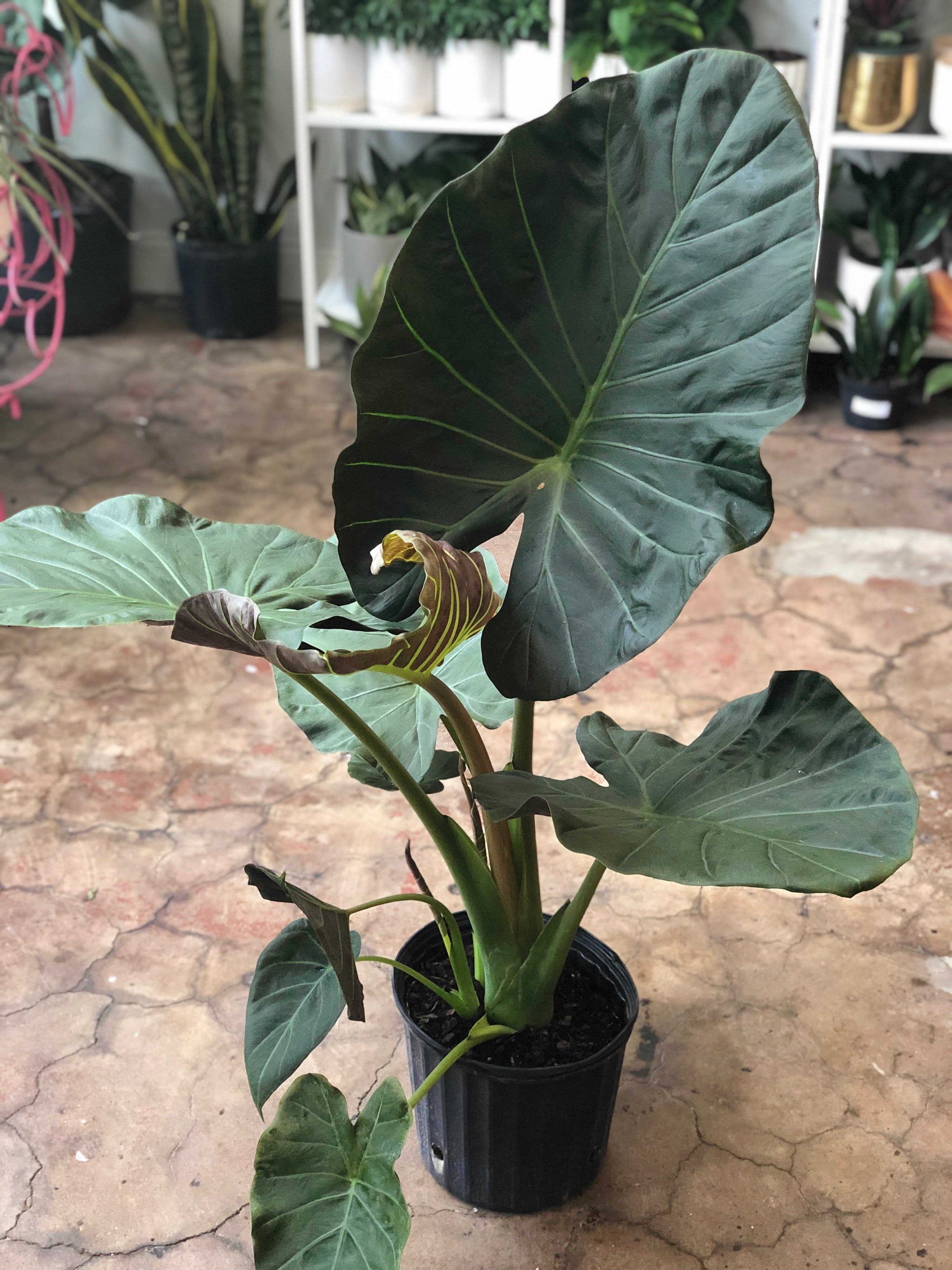 Alocasia x 'Regal Shield' 10