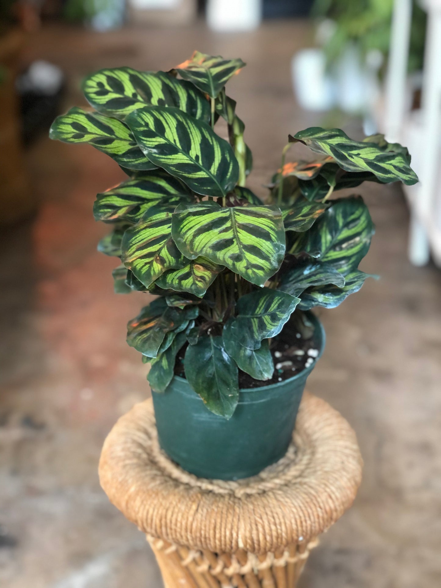 Calathea makoyana 4-6"