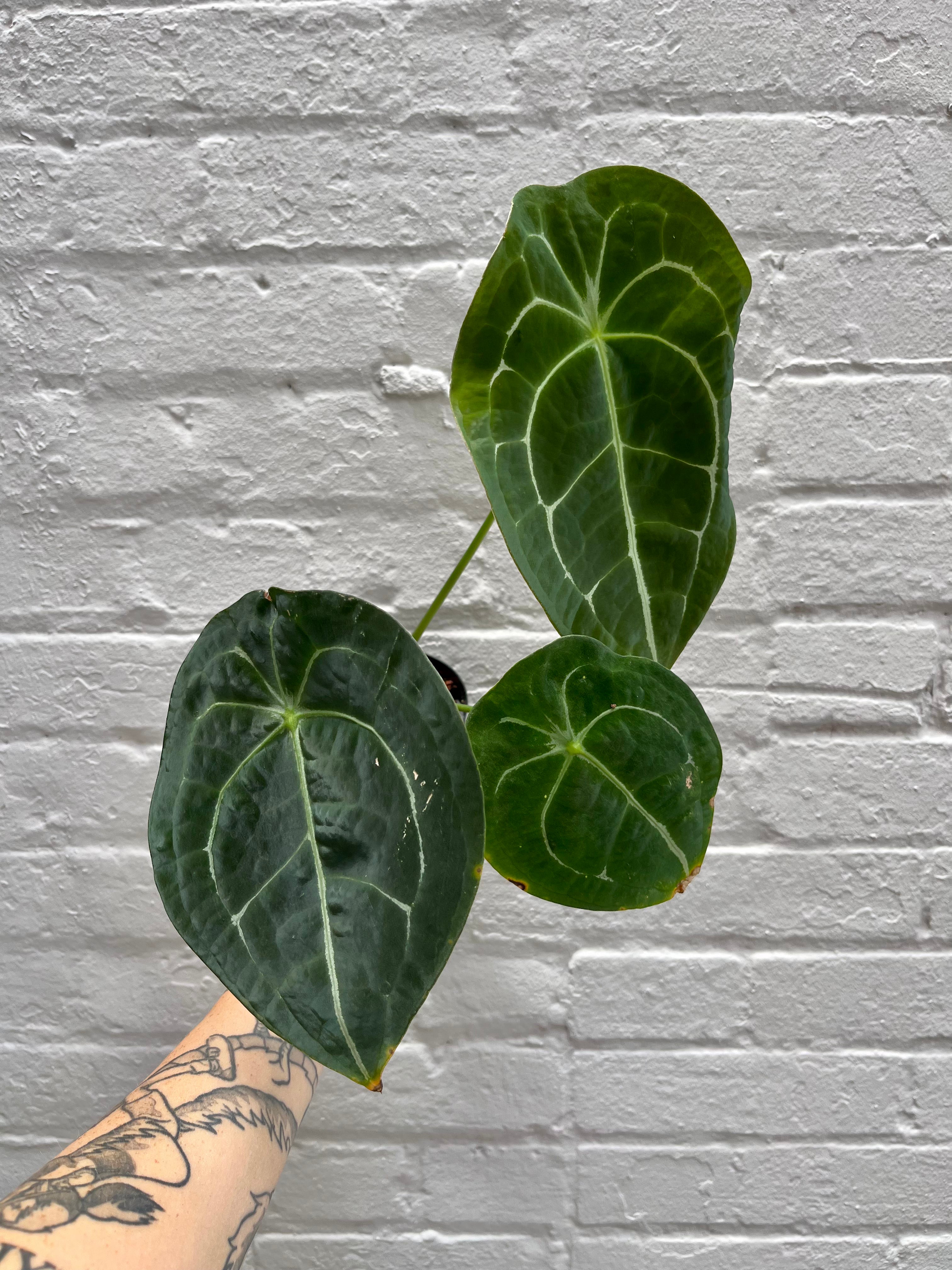 anthurium forgetii green Anthurium forgetii 5" – Botanica