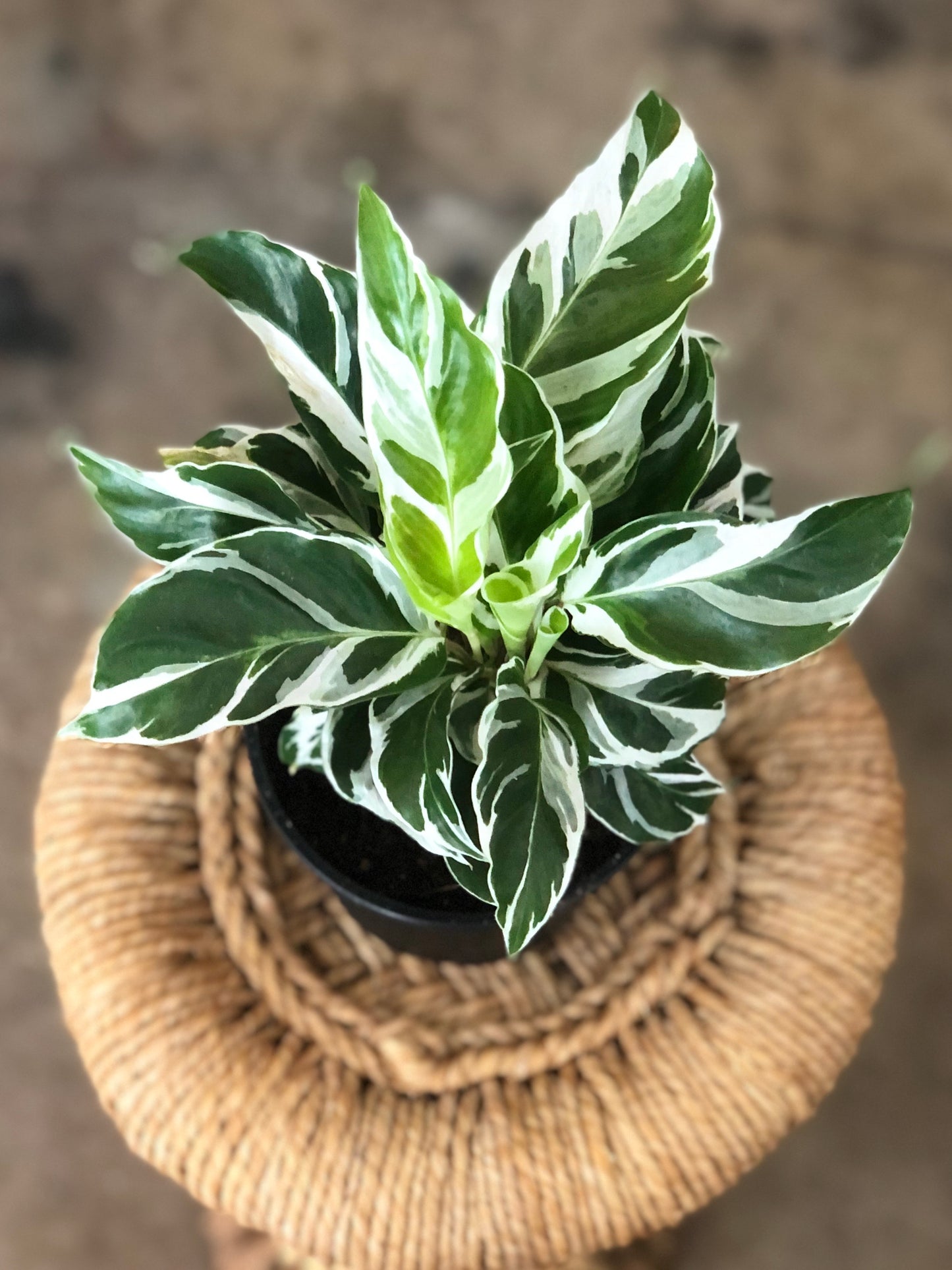 Calathea White Fusion 4"