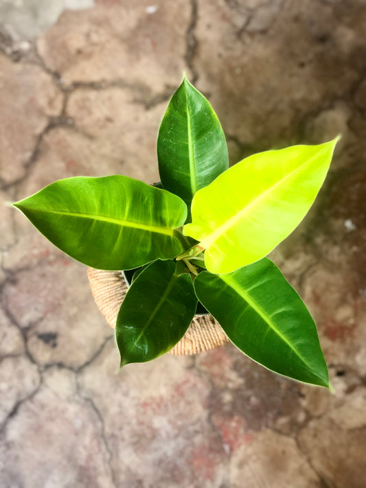 Philodendron Moonlight 4" & 6"