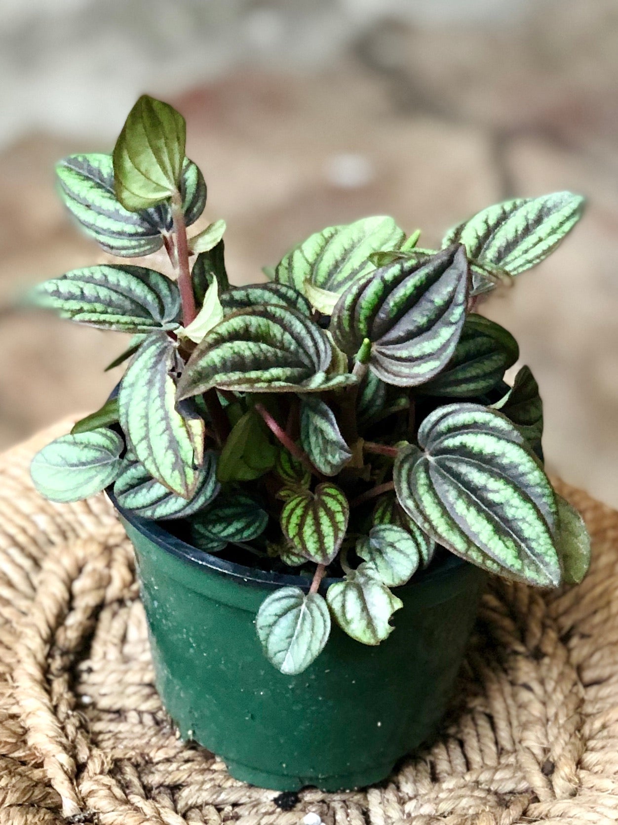 Peperomia Piccolo Banda 4"