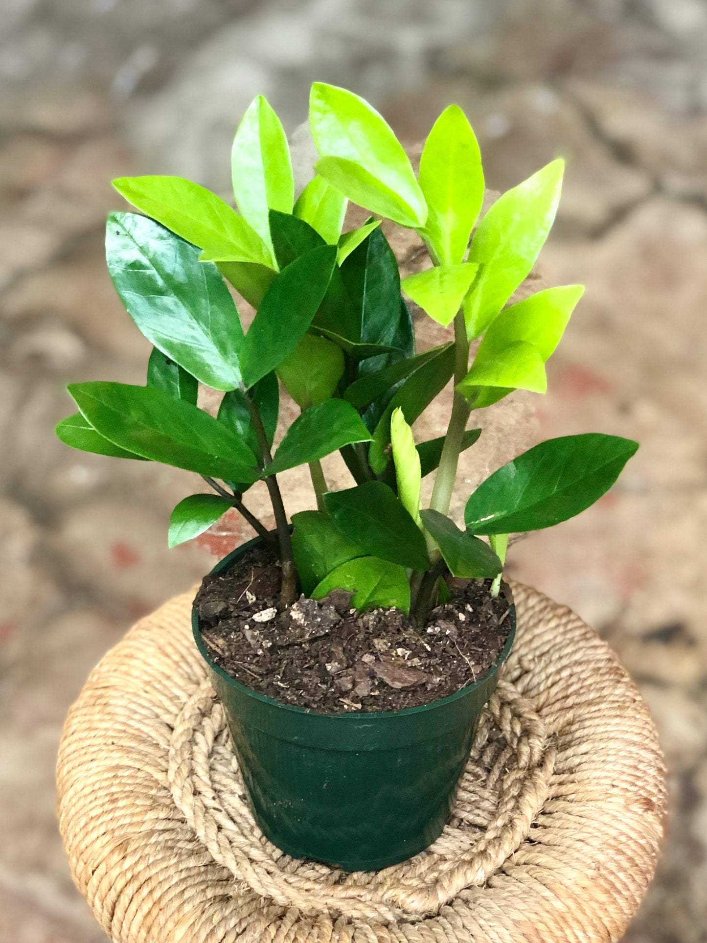 ZZ Plant 4"-6"
