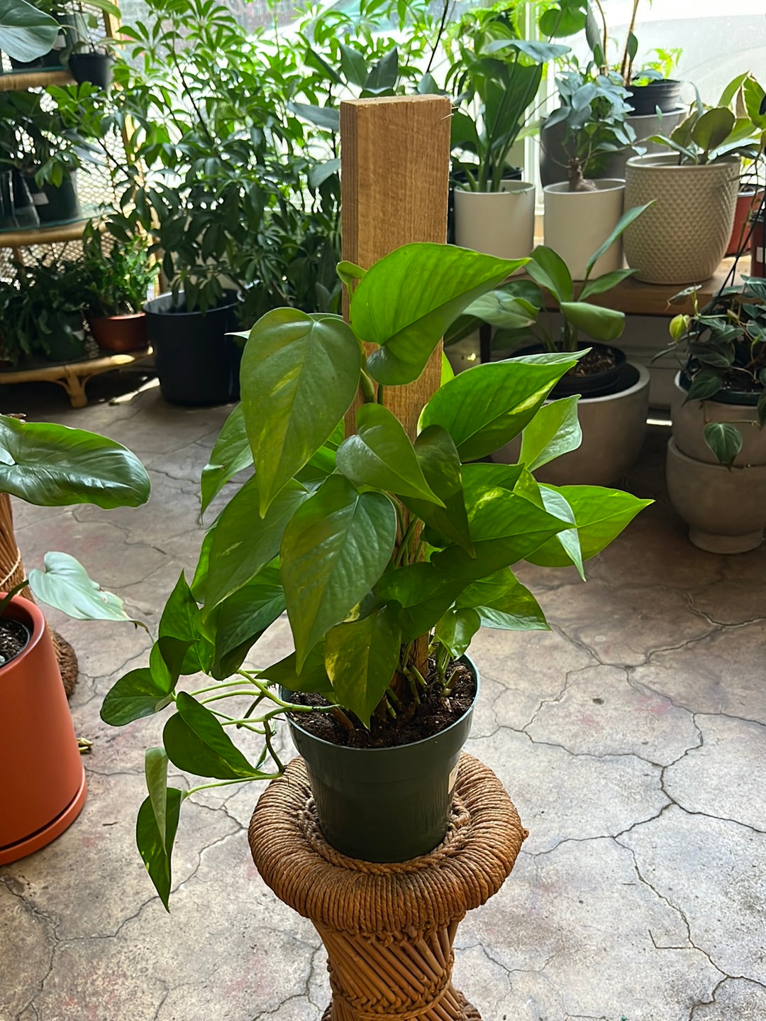 Golden Pothos 3-6"