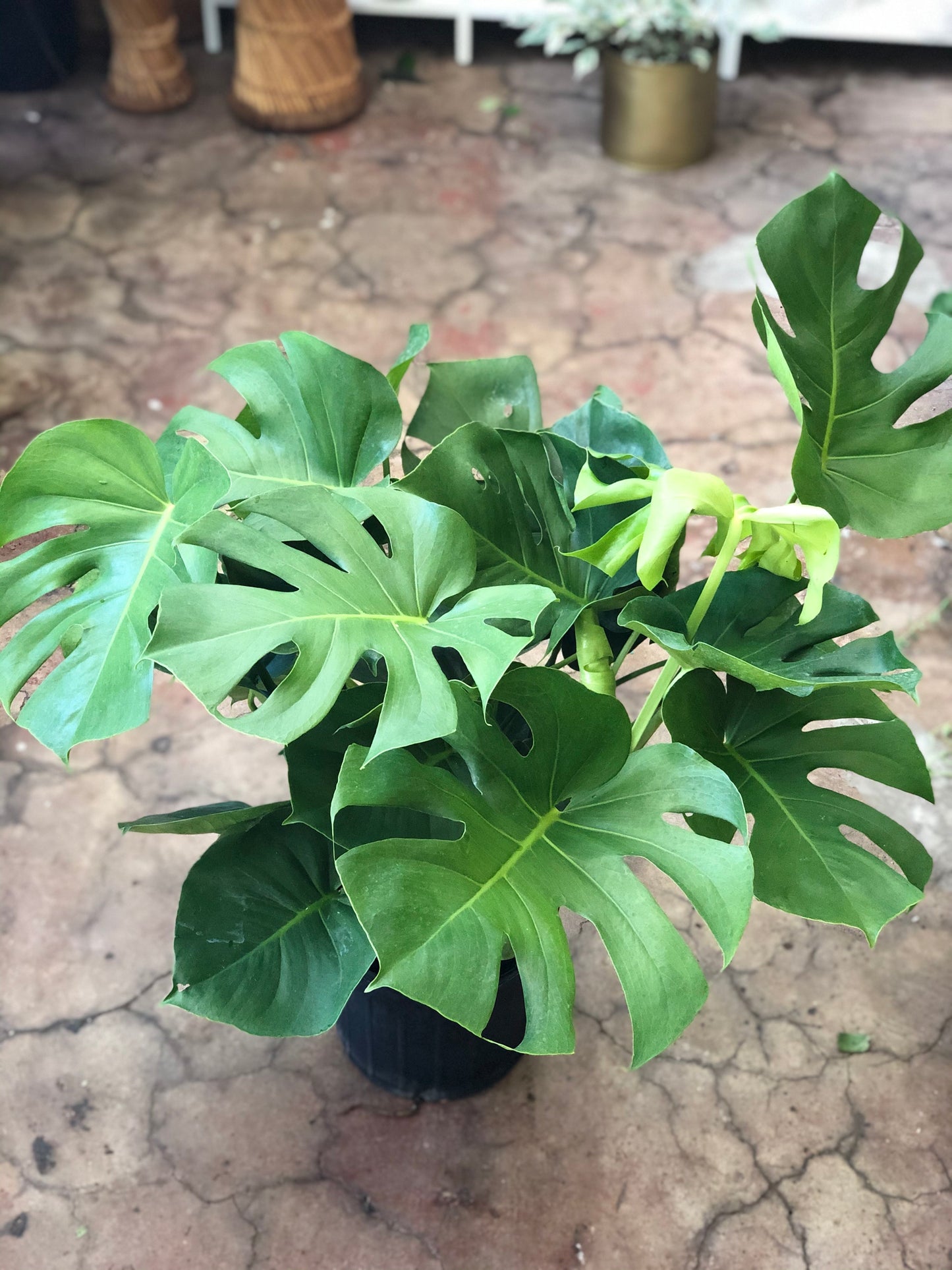 Monstera Deliciosa 8"-14"