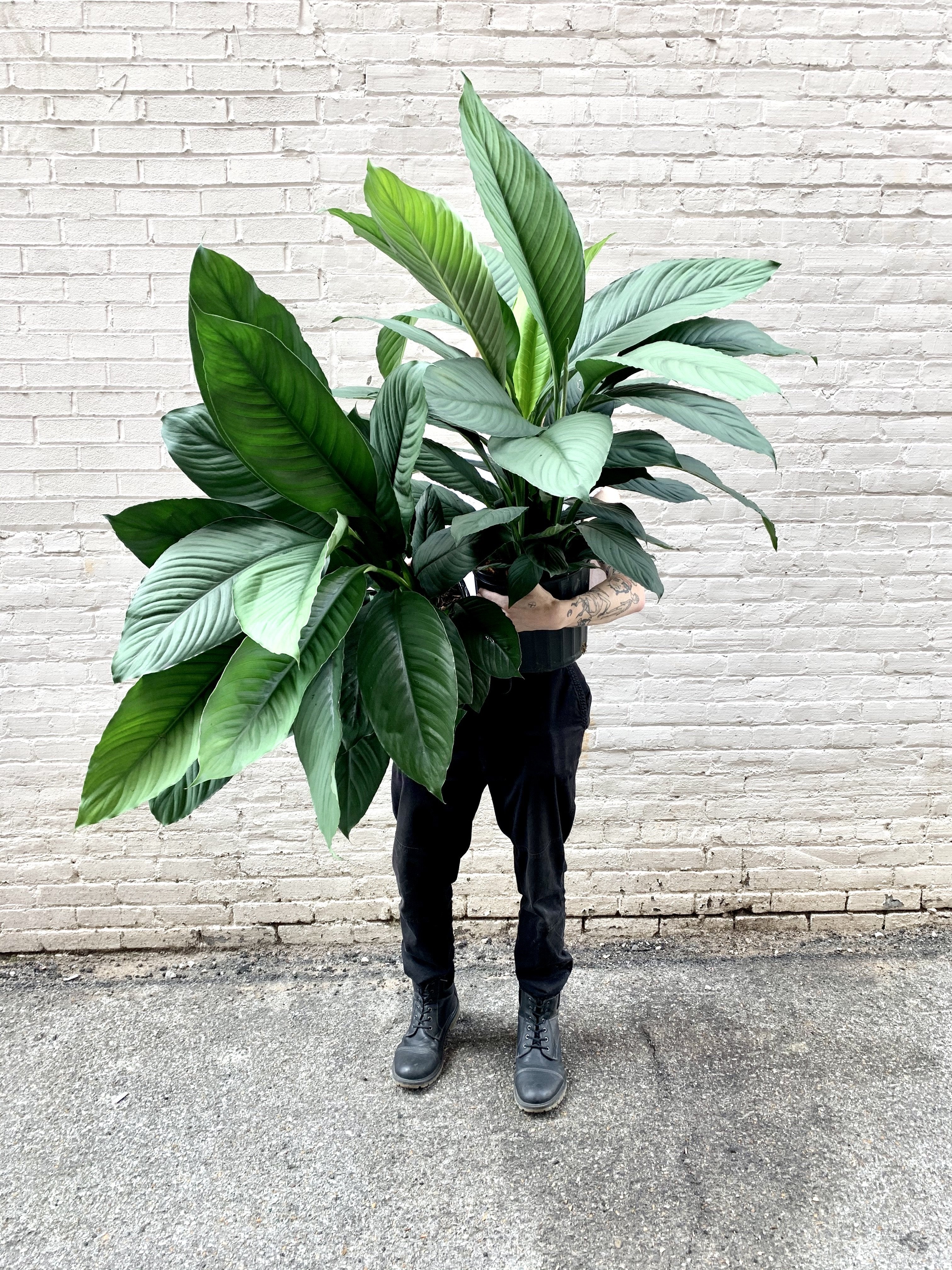 sensation indoor plant Spathiphyllum Sensation 10"-14" – Botanica