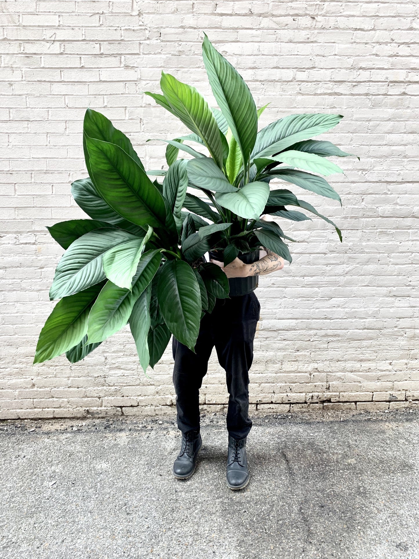 Spathiphyllum Sensation 10"-14"