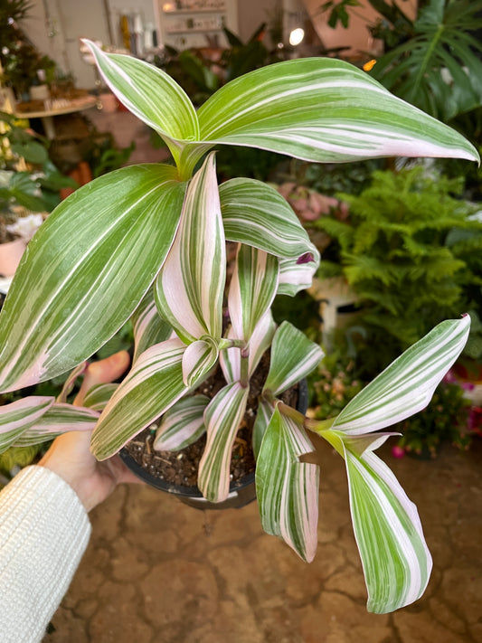 Tradescantia 'Nanouk' 2-6"