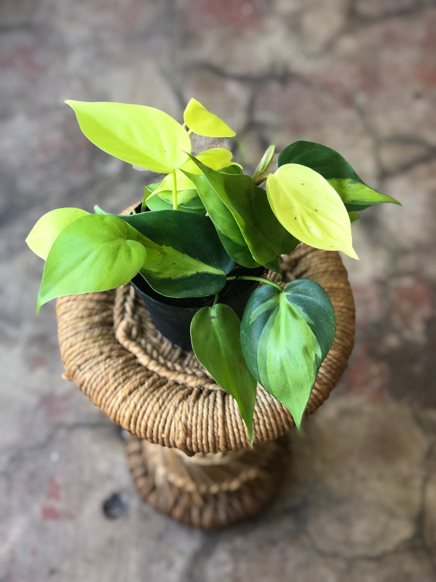 Philodendron Brasil 4-6"