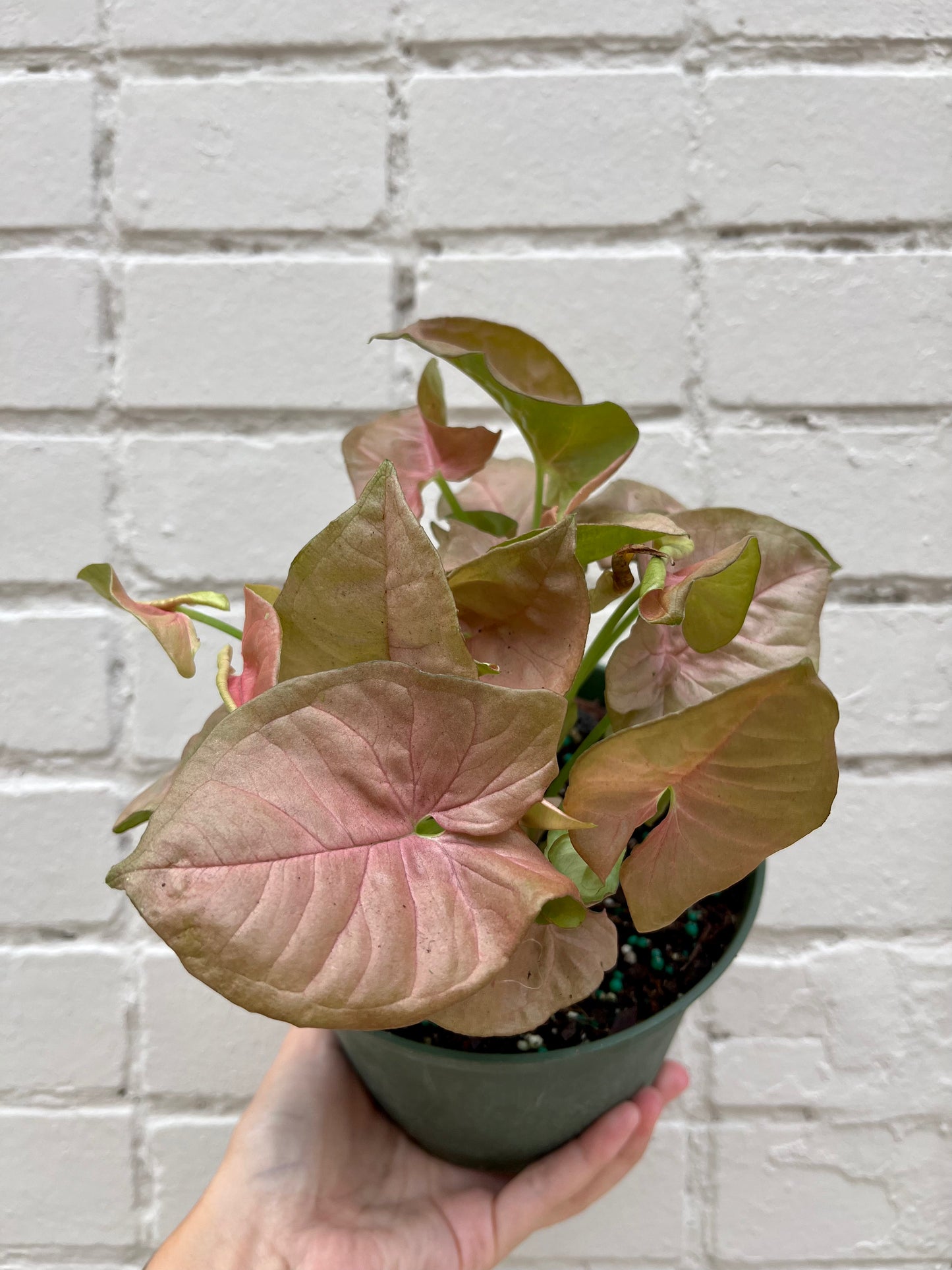 Syngonium podophyllum (Pink) 6"