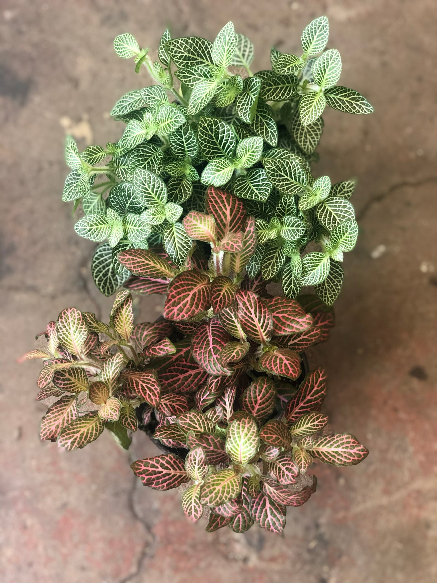 Fittonia (Nerve Plant) 4-6"