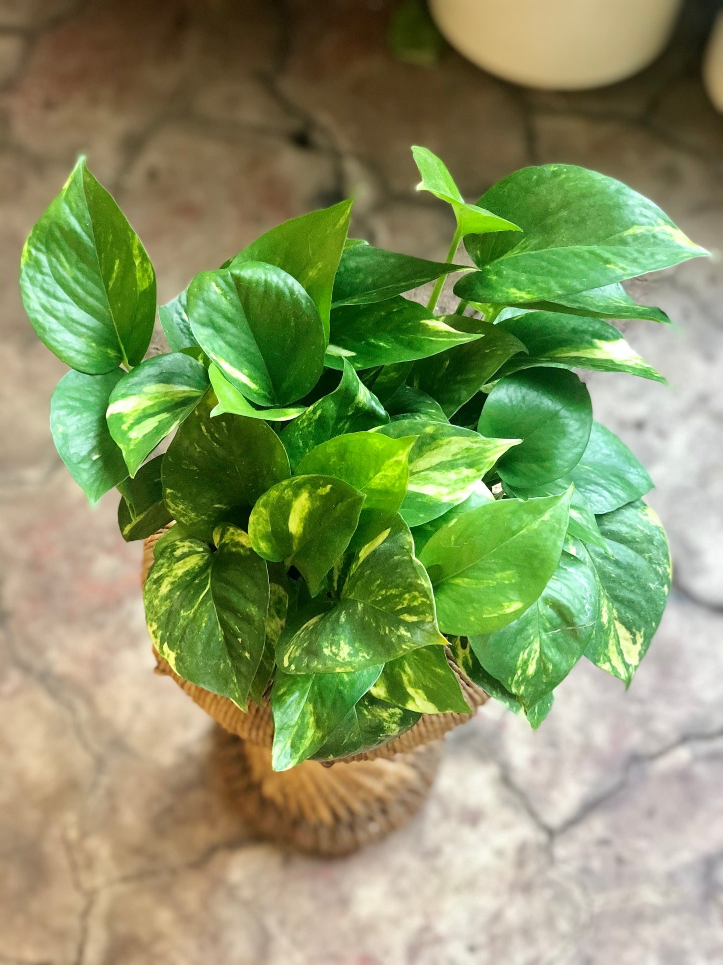 Golden Pothos 3-6"