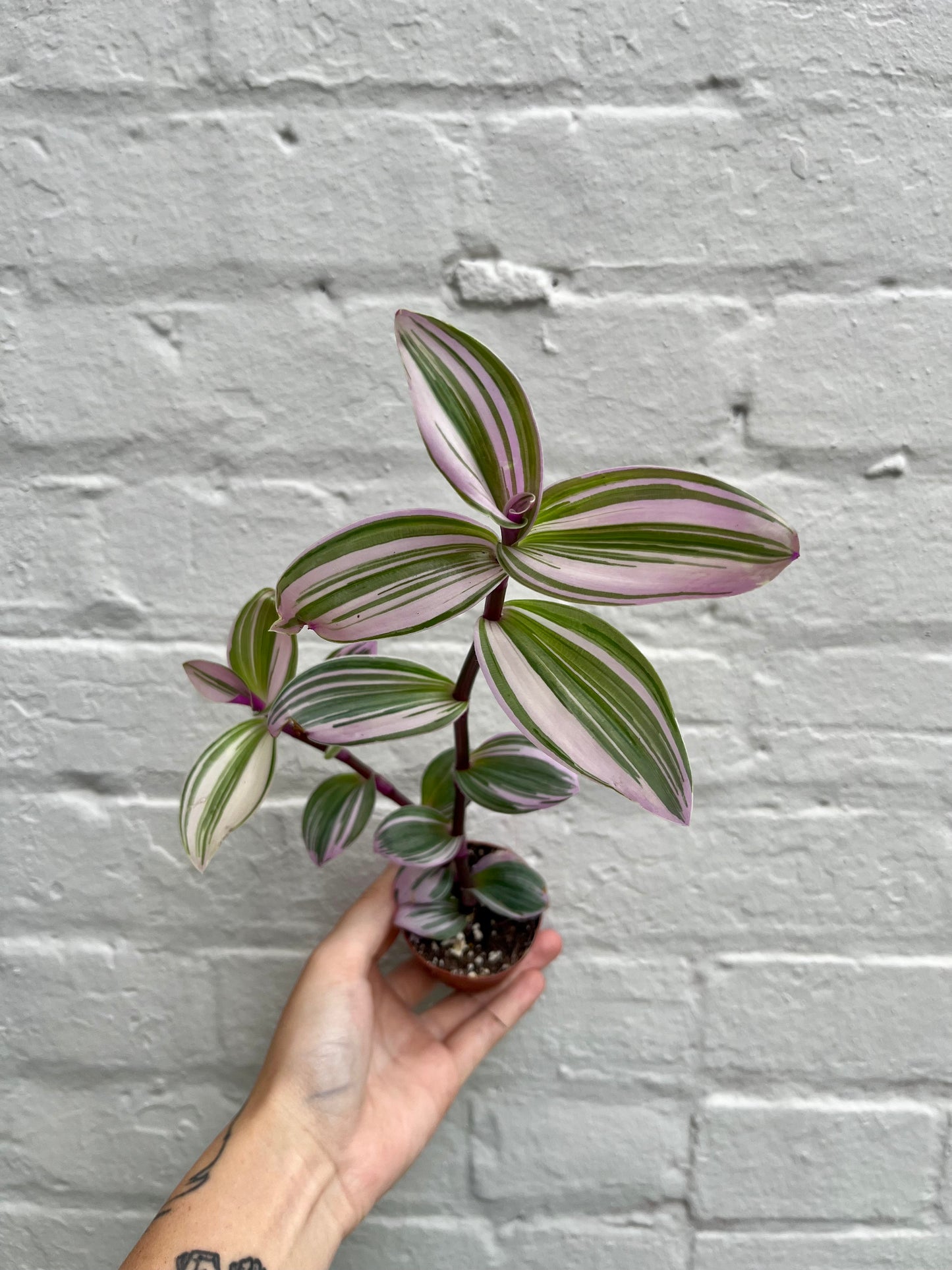 Tradescantia 'Nanouk' 2-6"