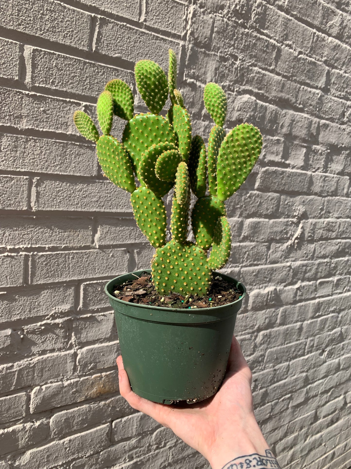 Opuntia microdasys (Bunny Ear Cactus)