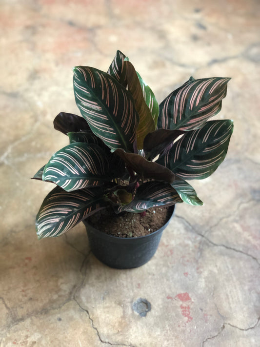 Calathea Ornata 4" & 6"