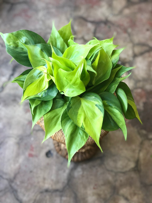Philodendron Brasil 4-6"