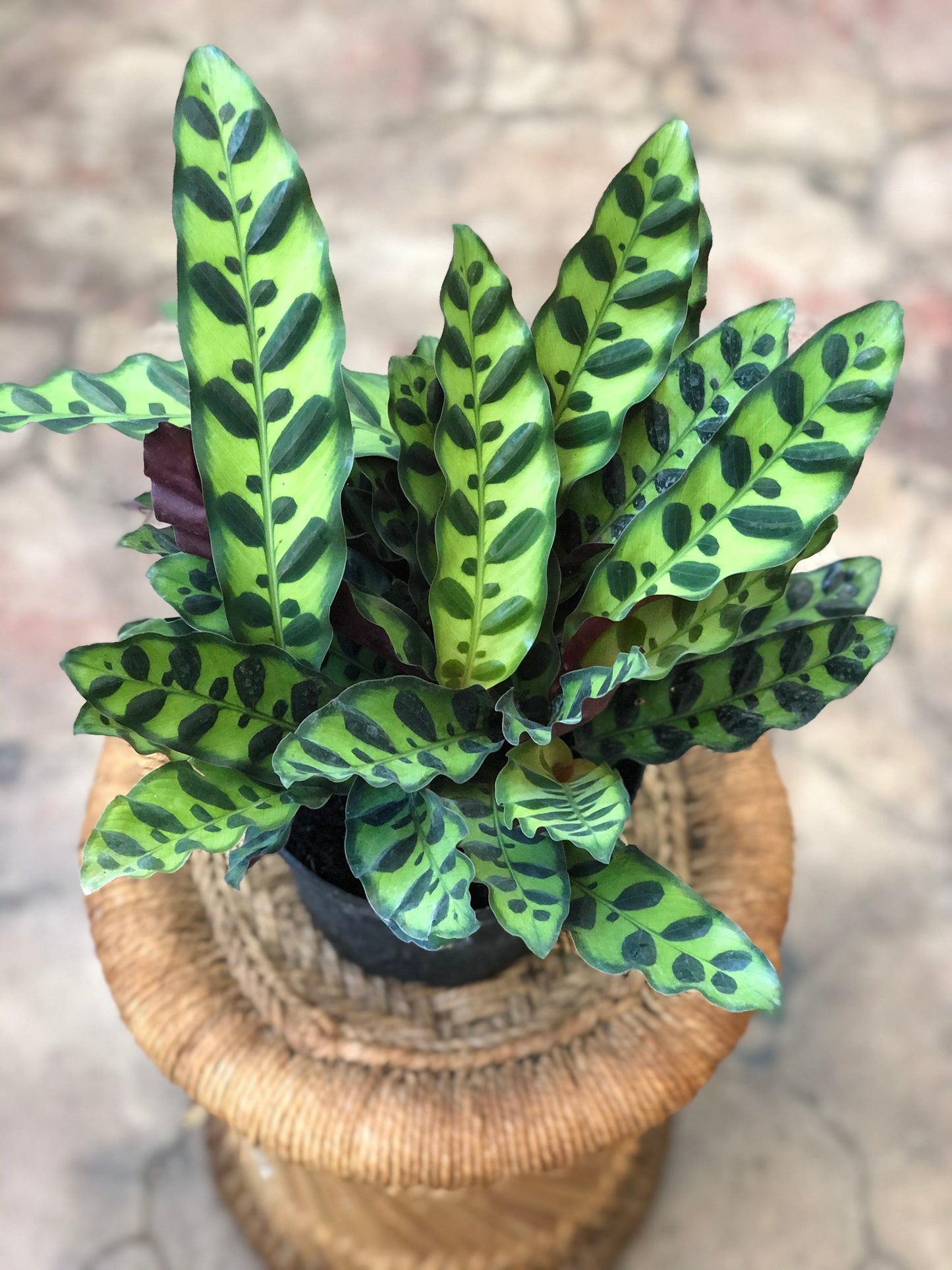Calathea Lancifolia