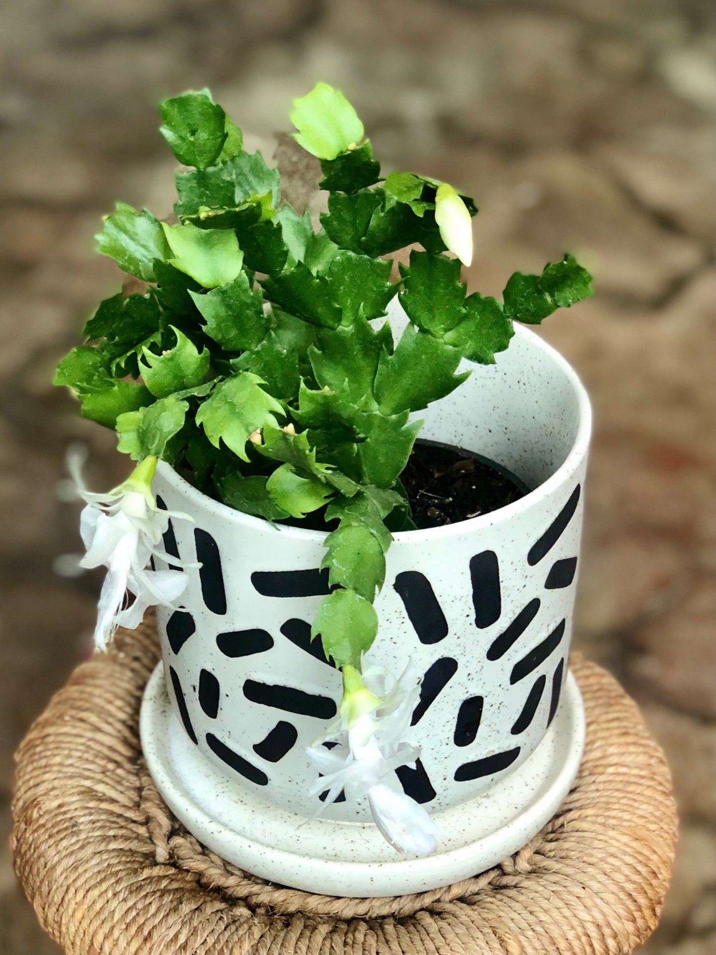 Sundae Pot & Drip Tray 5"