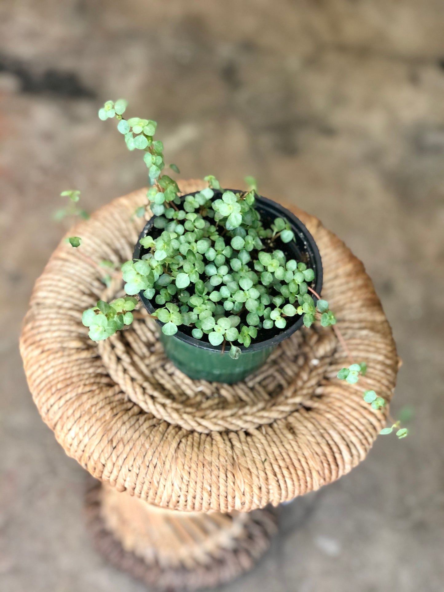 Pilea Mystifall