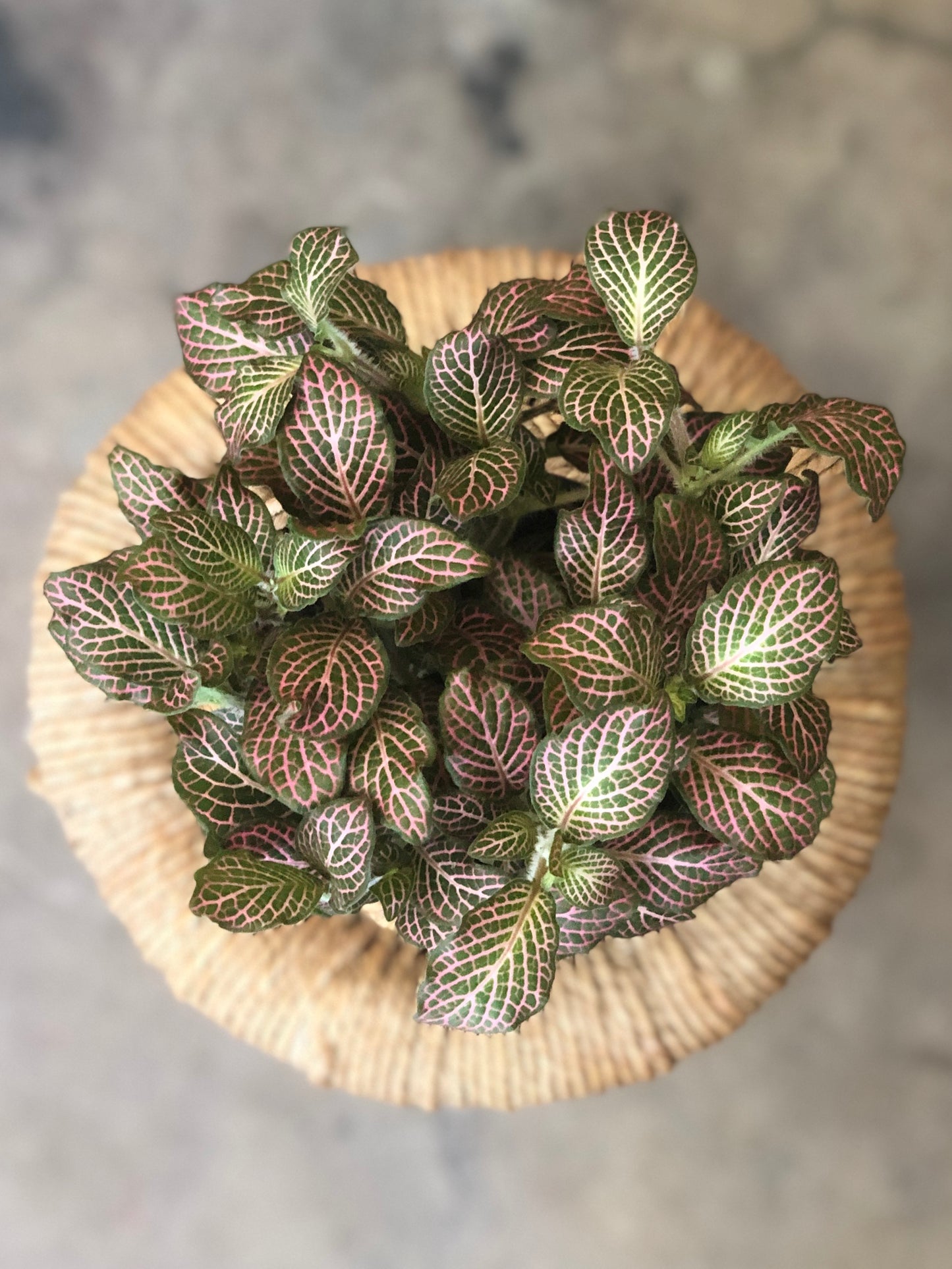 Fittonia (Nerve Plant) 4-6"