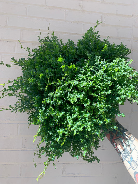Selaginella willdenovii (Blue Peacock Fern) 8" hanging basket