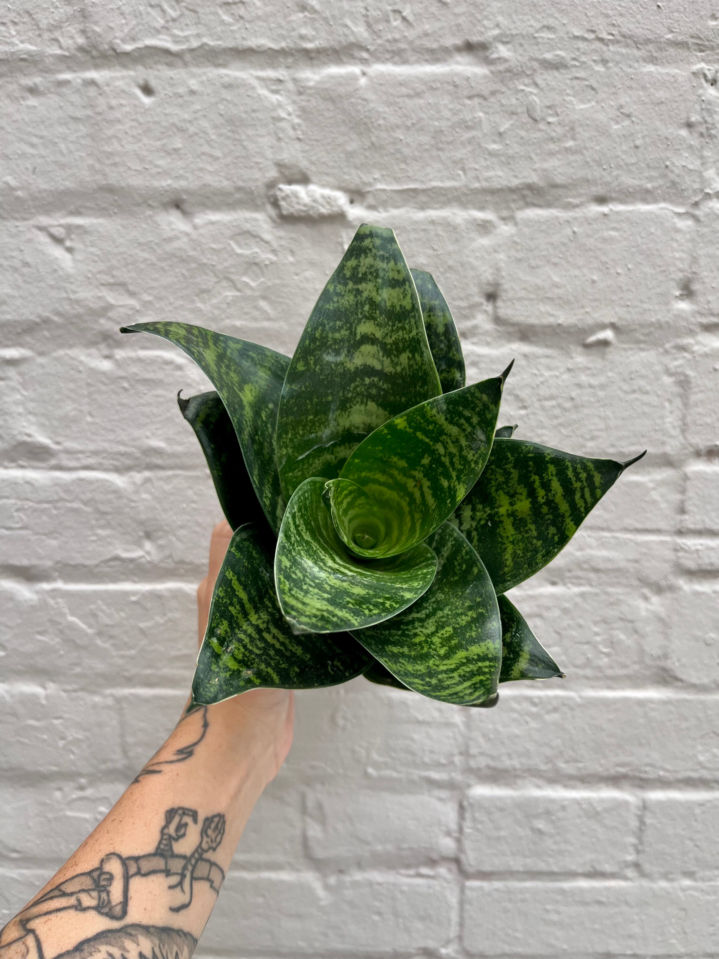 dracaena hahnii Sansevieria 'hahnii' 4.5" – Botanica