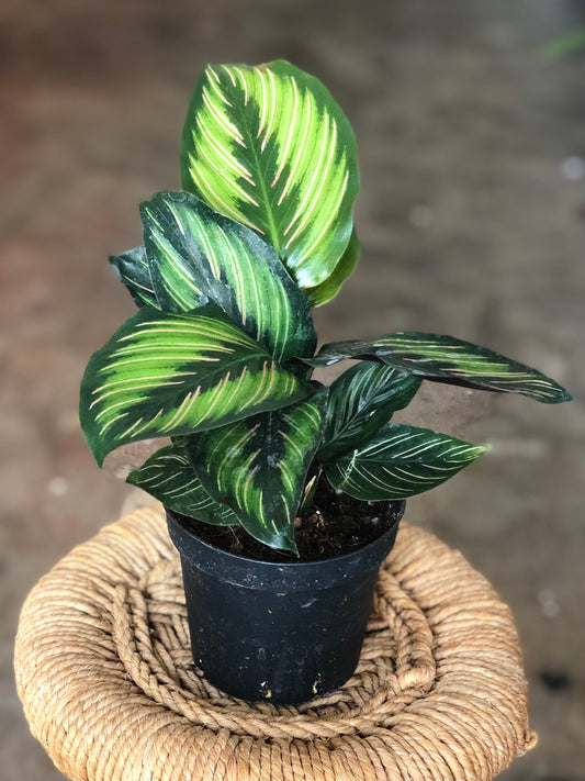 Calathea Beauty Star 4" & 6"